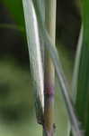 Sugarcane plumegrass